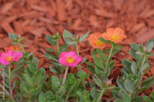 FLEUR