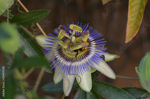 FLEUR