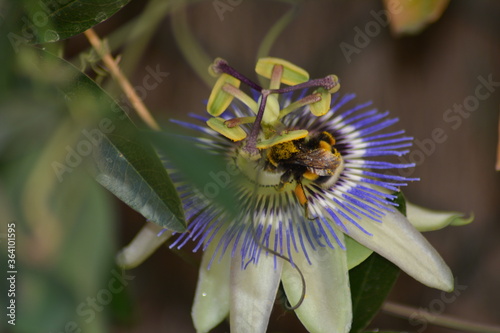 FLEUR