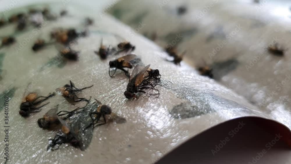 Flies caught on sticky fly paper trap