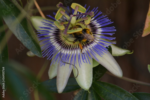 FLEUR