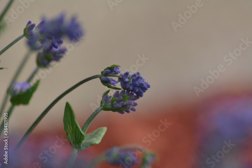 FLEUR