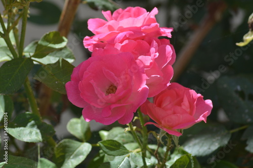 FLEUR