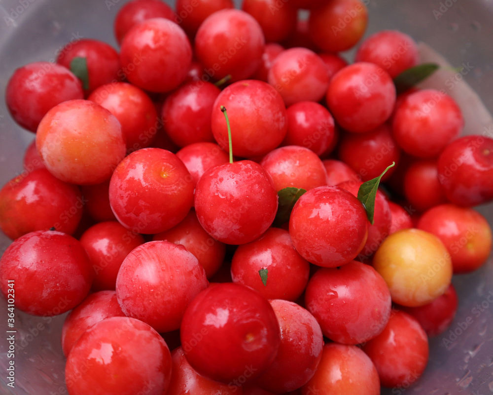Beautiful and tasty summer fruits, cherry plum - a small round plum, bright raspberry red color, harvested in the garden, cherry plum, wet after rain, alycha, myrobalan plum Beautiful and tasty summer fruits, cherry plum - a small round plum, bright raspberry red color, harvested in the garden, cherry plum, wet after rain, alycha, myrobalan plum