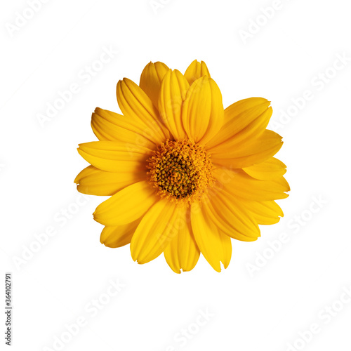 Heliopsis yellow flower on a white background