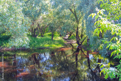 Fototapeta Naklejka Na Ścianę i Meble -  green forest with water
