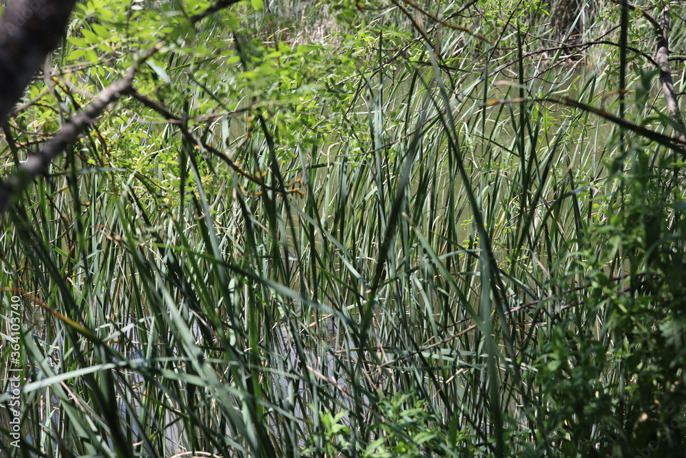Fototapeta premium El Pardo, Rio. Manzanares