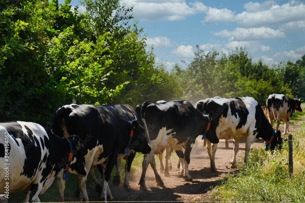 Fototapeta premium Black and white cows in a meadow, photo made in Weert the Netherlands