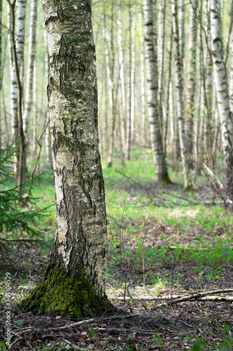 Beautiful birch tree trunk on the foreground with the spring forest on the background in the sunny morning