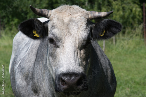 Dutch dikbil cow portret, photo made on 13 June 2020 in Weert the Netherlands