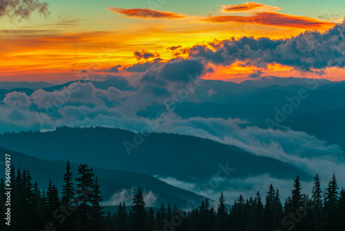 View of beautiful bright sunset in mountains. Silhouettes of fir trees with dramatic yellow sky on background. Concept of evening in forest.