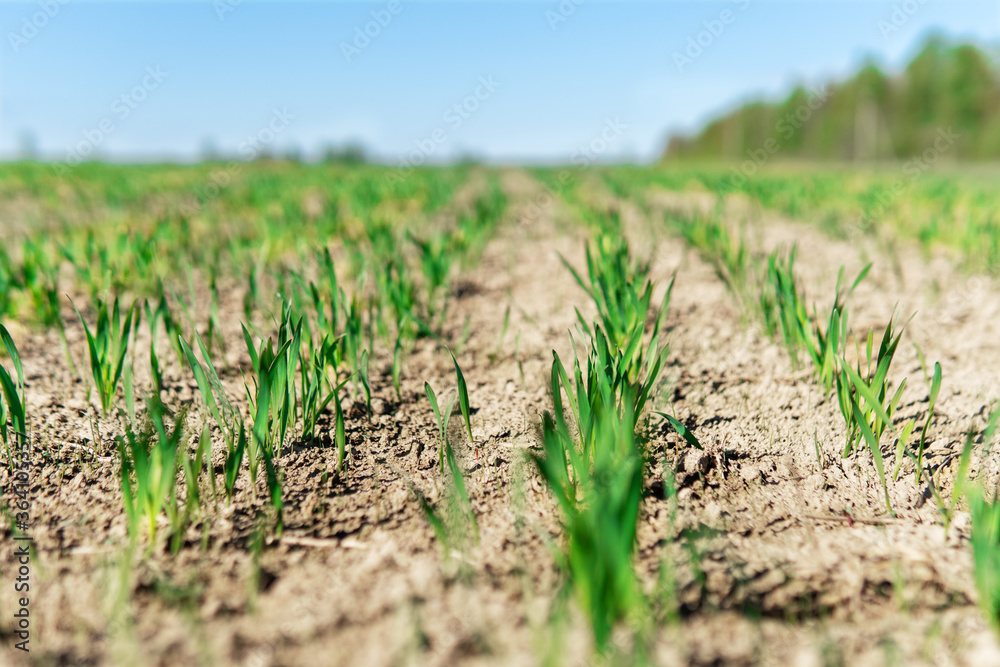 Young green small wheat or oat or rye seedlings growing on a ...