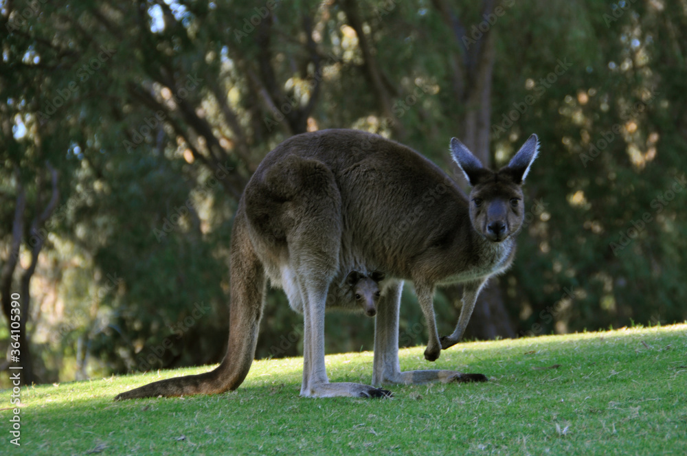 Grey western kangaroo with a tiny joey in her pouch Grey western kangaroo with a tiny joey in her pouch