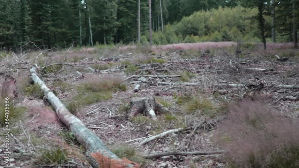 Environmental scene with dead tree, stump and clearing Environmental scene with dead tree, stump and clearing