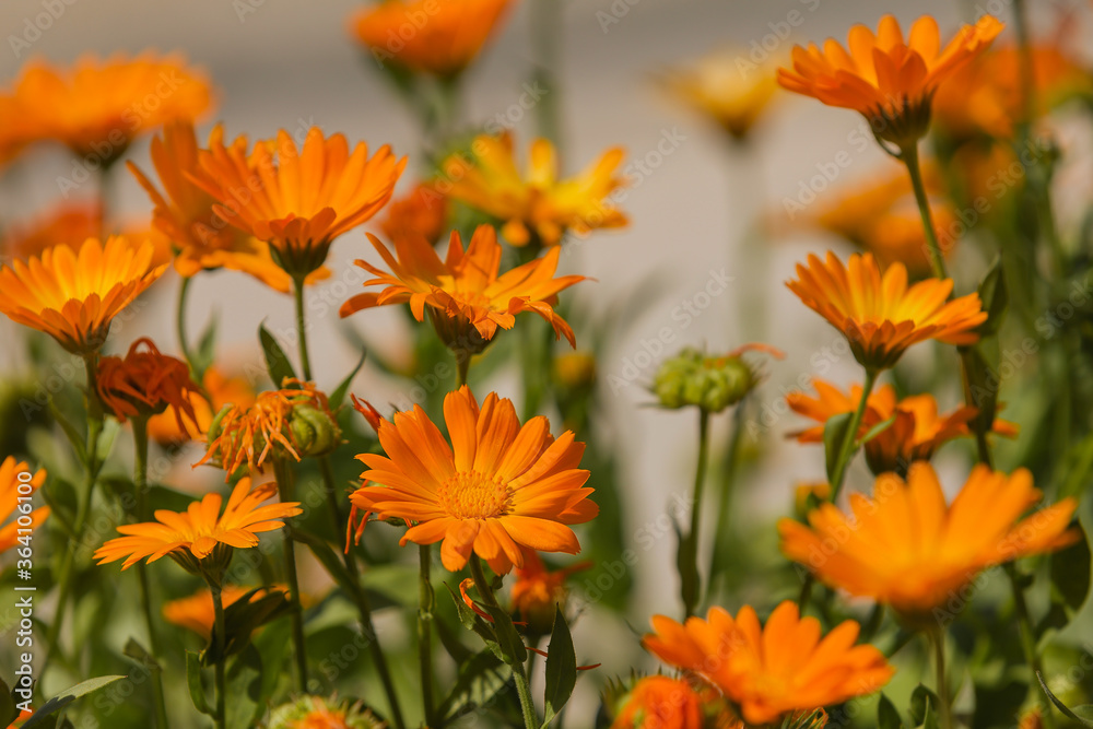 Orange Flower. Calendula, marigold blooms. The ripening of the seeds.
