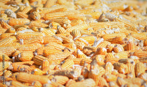 Bulk of husked raw corn cobs