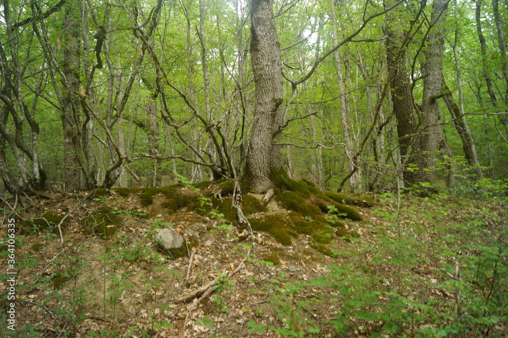 Trees along the trail in the mountains of the Crimean peninsula