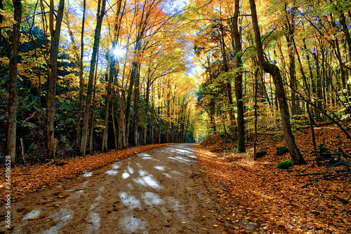 Landscape with empty asphalt roadway through woodland in fall.