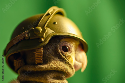 Calopsita com fantasia militar. Passarinho de capacete e balaclava do exército. Retrato de perfil de ave fantasiada. photo