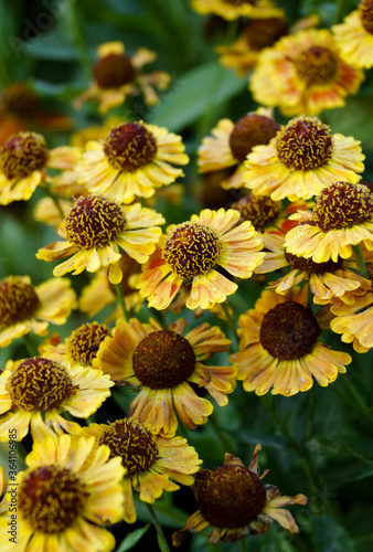 Vertical image of 'Mariachi Fuego' helenium (Helenium 'Mariachi Fuego'), also known as Helen's flower or sneezeweed, in flower photo
