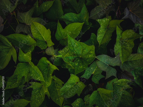 green leaves background on dark tone