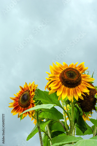 Vertical image of orange-and-yellow annual sunflowers  Helianthus annuus  against a cloudy sky  with copy space