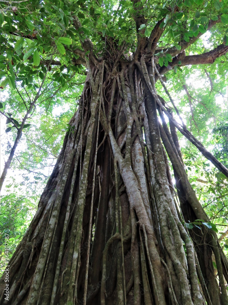 Obraz premium strangler fig