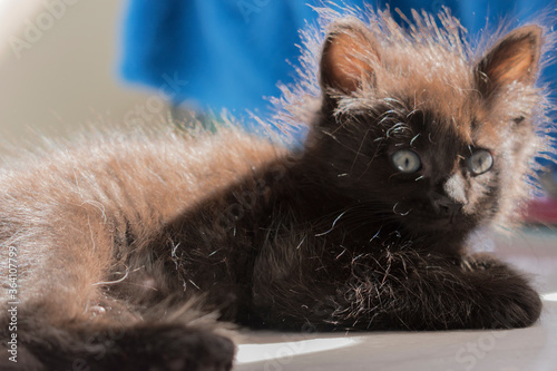 a beautiful cat in the house and veterinary. photo