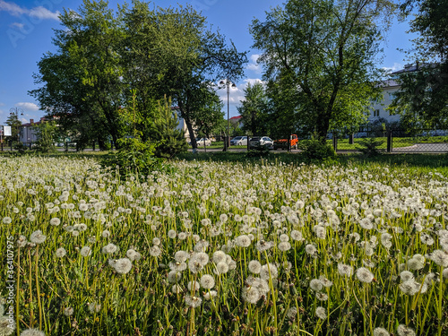 Dandelions on a green meadow against the background of trees in Ishim, Russia. View. photo