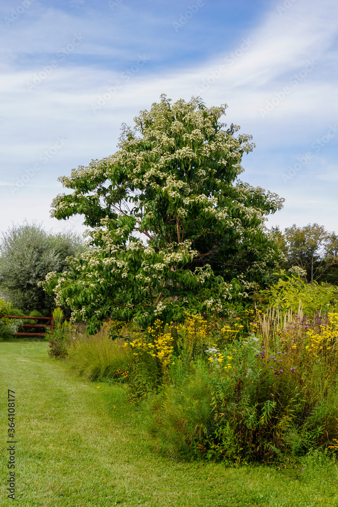 Vertical image of deciduous seven sons tree (Heptacodium miconoides) in full flower in a garden/landscape setting Vertical image of deciduous seven sons tree (Heptacodium miconoides) in full flower in a garden/landscape setting