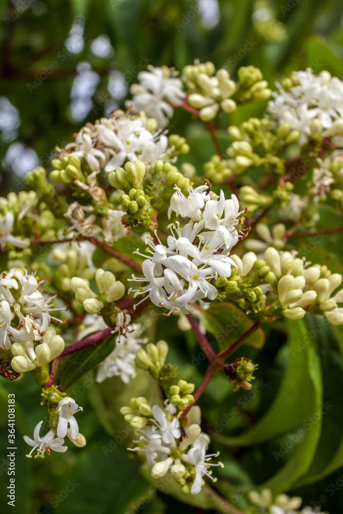 Vertical closeup of the white flowers of deciduous seven sons tree (Heptacodium miconoides) in full bloom