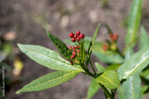 Macro of a Beautiful Blood Flower (Asclepias curassavica) photo