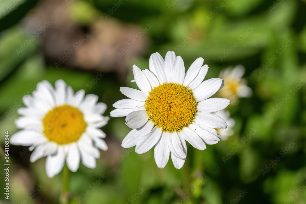 Beautiful white margerite flowers on a green field. Leucanthemum vulgare Beautiful white margerite flowers on a green field. Leucanthemum vulgare