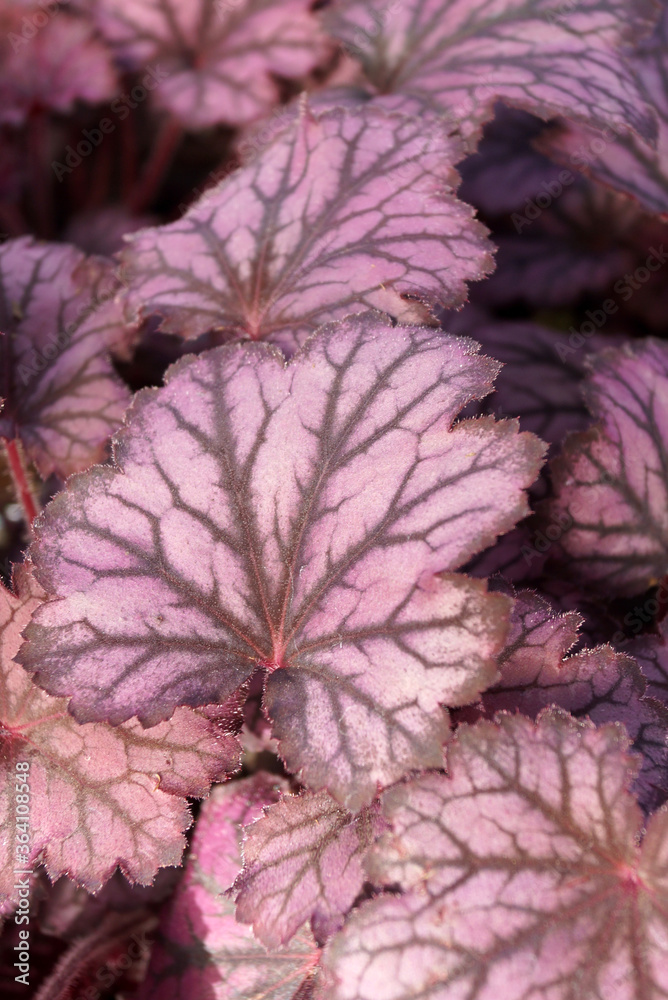 Vertical closeup of the foliage of Little Cutie Frost' alumroot (Heuchera 'Little Cutie Frost')