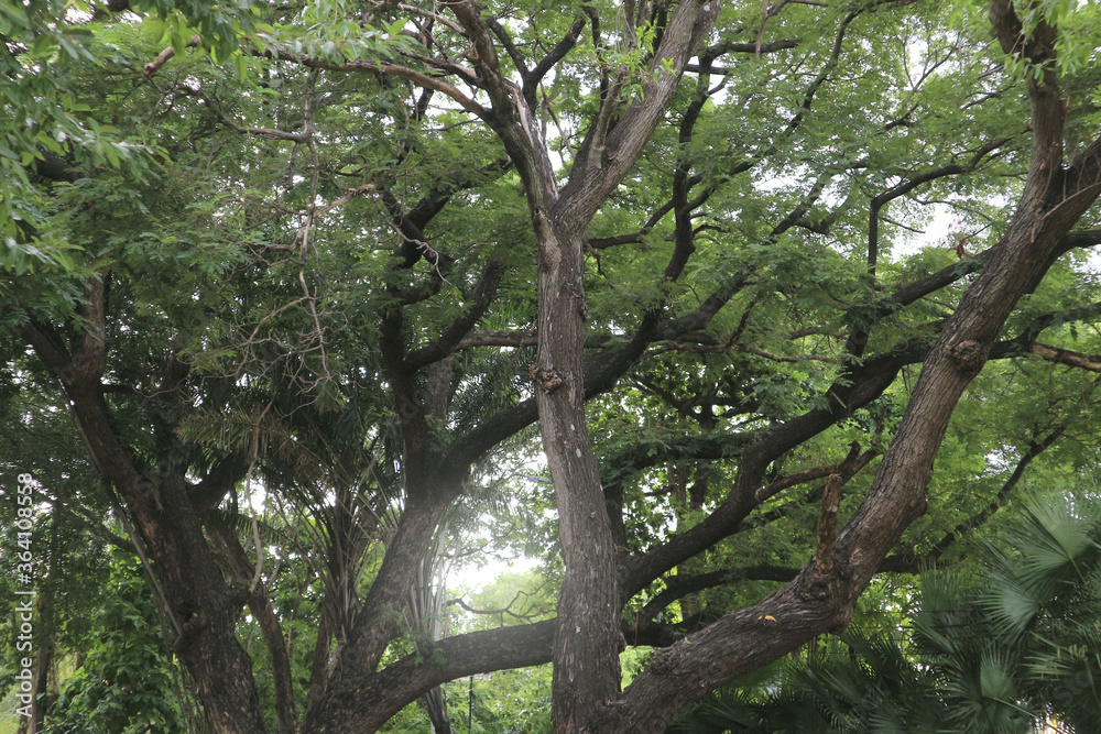 Under the shade of tall trees in tropical Thailand, green leaves. Under the shade of tall trees in tropical Thailand, green leaves.