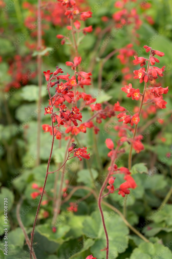 Vertical image of the flowers and foliage of 'Ruby Bells' coral bells (Heuchera 'Ruby Bells') Vertical image of the flowers and foliage of 'Ruby Bells' coral bells (Heuchera 'Ruby Bells')