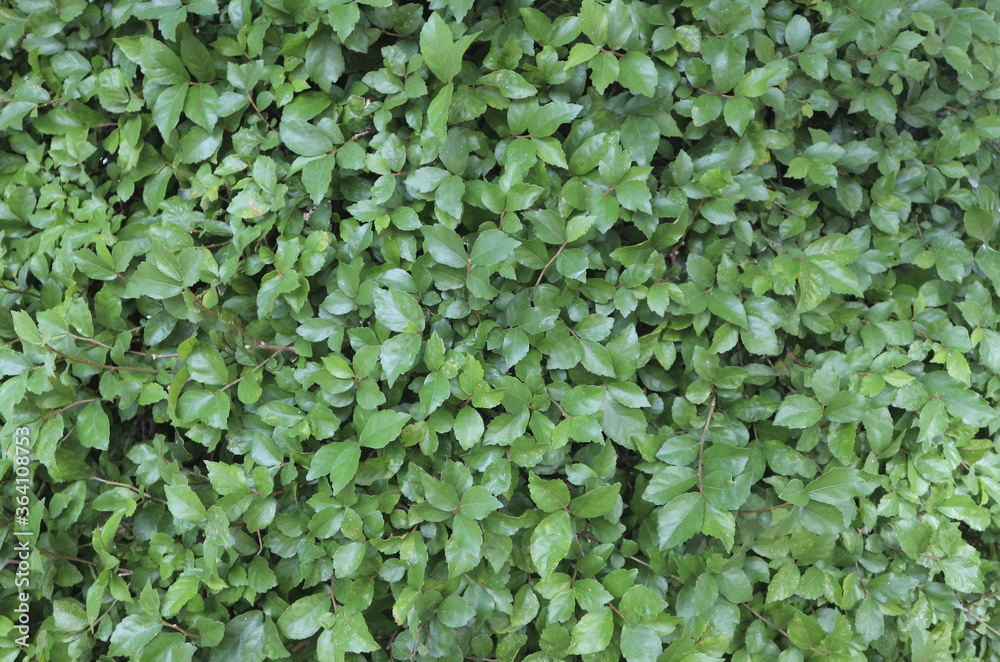 The texture and pattern of green leaves for the background. The texture and pattern of green leaves for the background.