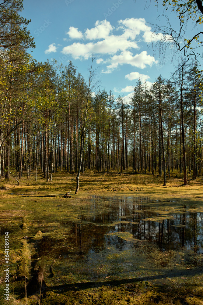 Vertical shot of marchland with blue sky and fir forest in background. Outdoor summer image of swamp, pine woods on sunny day. Nature, wilderness, season, hiking and environment concept Vertical shot of marchland with blue sky and fir forest in background. Outdoor summer image of swamp, pine woods on sunny day. Nature, wilderness, season, hiking and environment concept