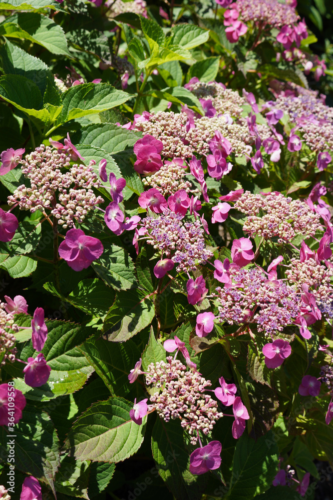 The flowers of reblooming Tuff Stuff mountain hydrangea (Hydrangea serrata 'MAK20') The flowers of reblooming Tuff Stuff mountain hydrangea (Hydrangea serrata 'MAK20')