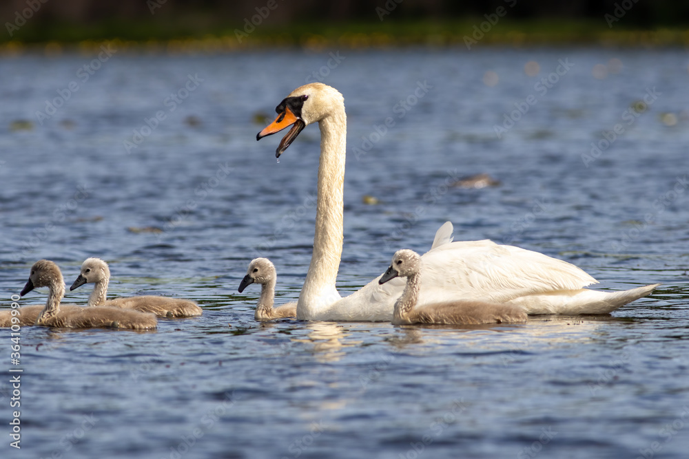 Obraz premium Mute swan mother directs signets
