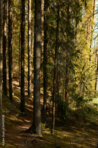 Wallpaper Mural Vertical cropped image of trunk of pine with long needle-shaped leaves. Morning sunshine beaming in coniferous forest. Peaceful calm atmosphere in shady chilly mixed woods with narrow path Torontodigital.ca
