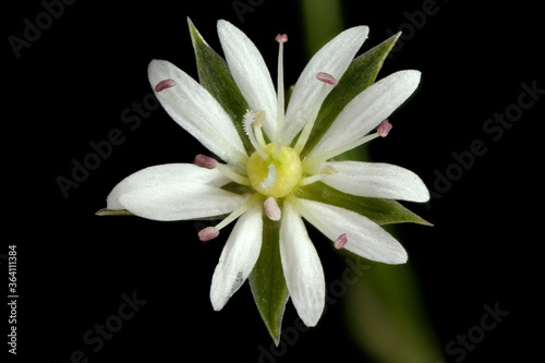 Lesser Stitchwort (Stellaria graminea). Flower Closeup