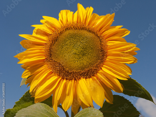 Bright yellow and orange sunflower with green leafs at blue sky. Close up photo