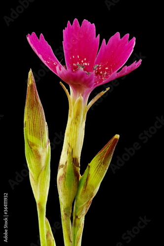 Maiden Pink (Dianthus deltoides). Inflorescence Closeup
