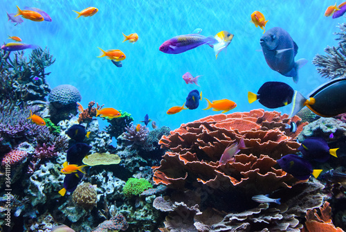 The Monterey Aquarium. Aquarium with colorful fishes and marine life.