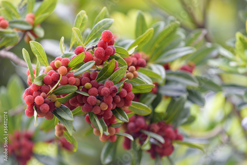 Red fruits of Japanese bayberry, on the branch photo