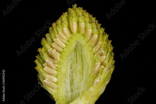 Pineapple Weed (Matricaria matricarioides). Capitulum Cross-Section photo