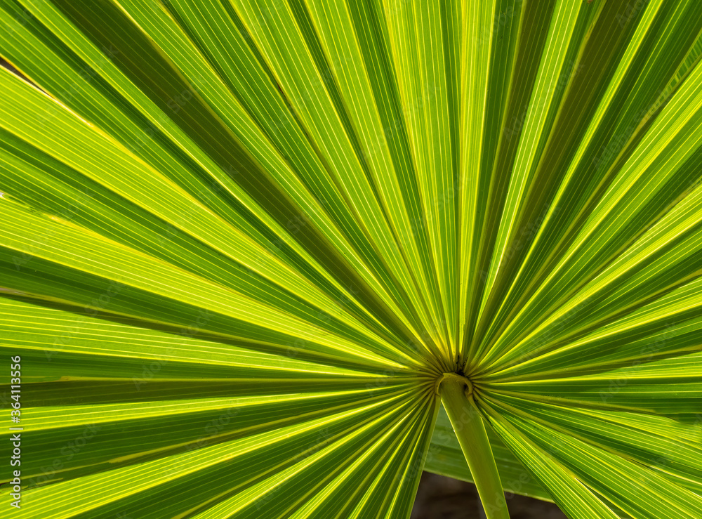 Obraz premium Close-up of Cabbage Palm or Sebal palm frond