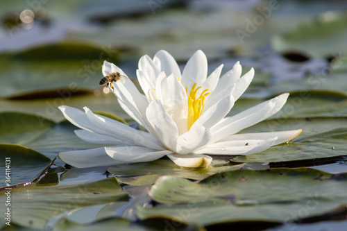 Lilypad flower in pond with bee