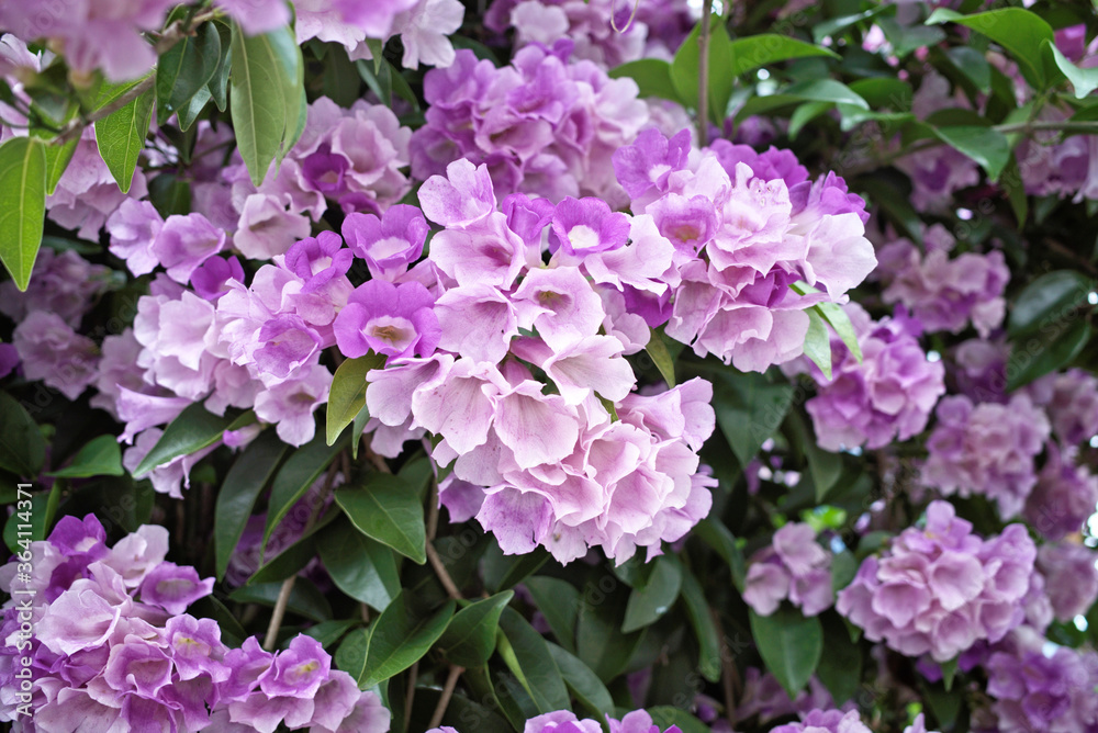 Beautiful full blooming of climbing purple blossom calls garlic vine (Ajo Sacha) or false garlic plant (Mansoa alliacea ,Mansoa hymenaea) ,which is tropical liana in family Bignoniaceae Beautiful full blooming of climbing purple blossom calls garlic vine (Ajo Sacha) or false garlic plant (Mansoa alliacea ,Mansoa hymenaea) ,which is tropical liana in family Bignoniaceae